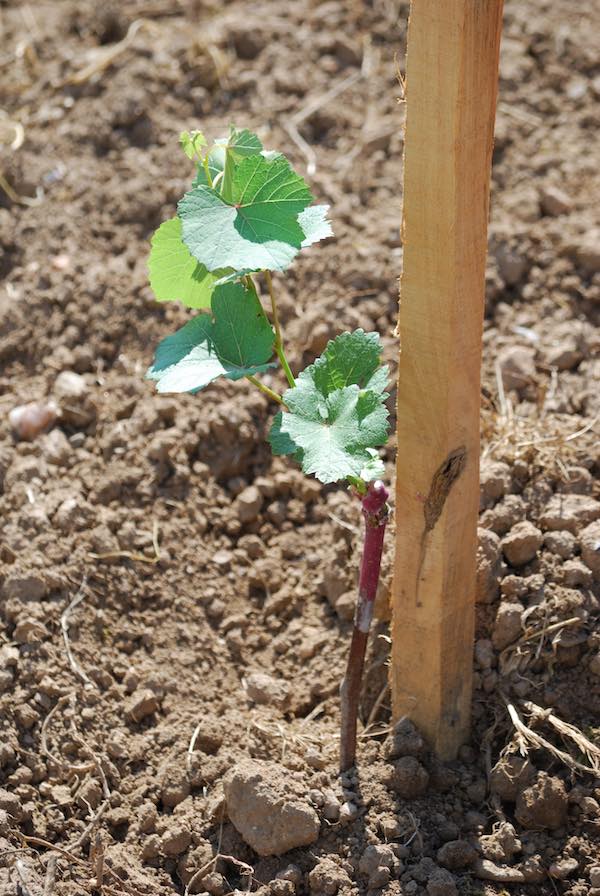 Domaine-gresser-vins-alsace-andlau-grands-crus-biodynamie-00001