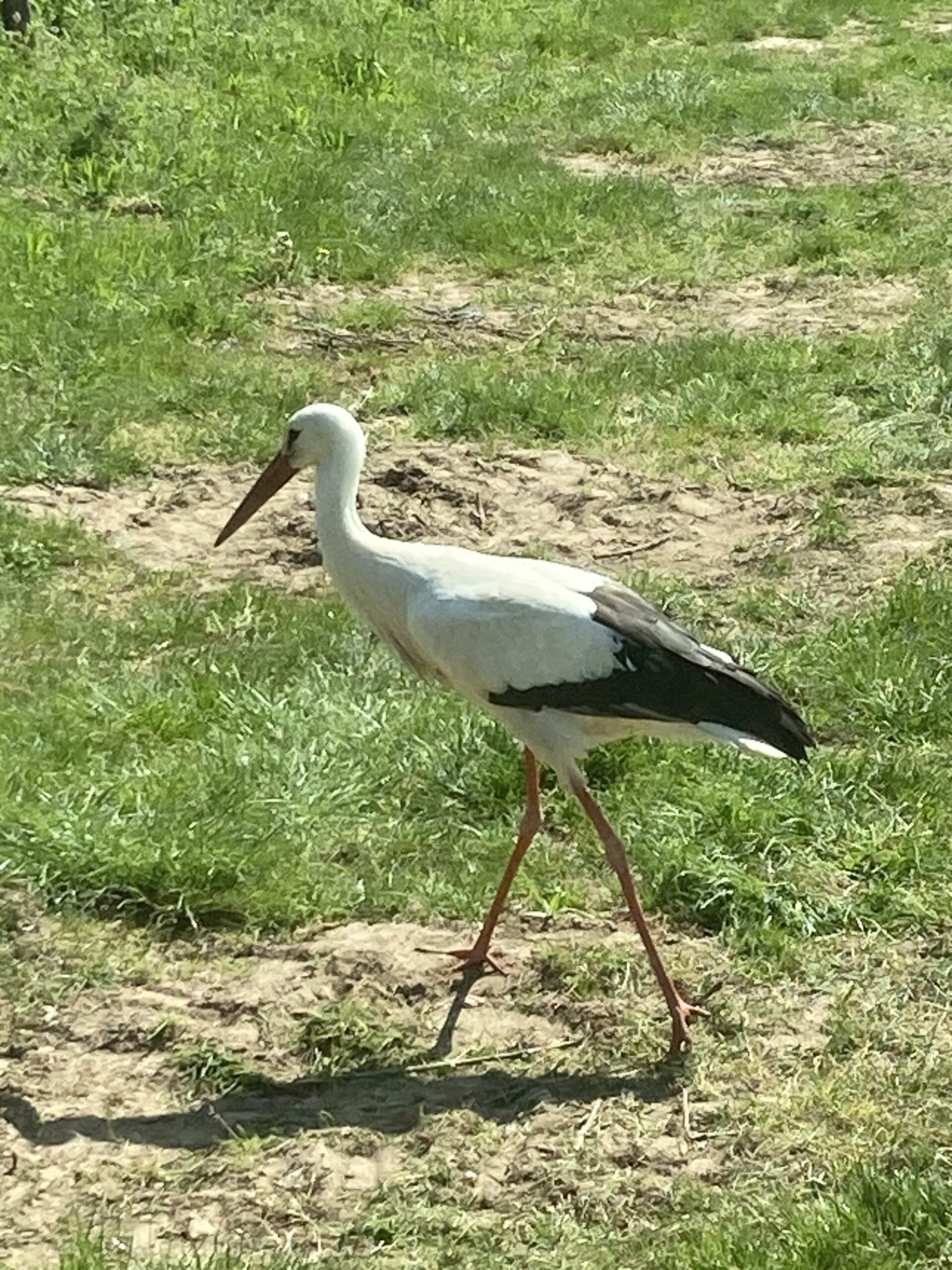 Une cigogne entre les rangées de vigne